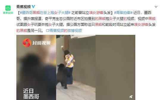 曾嗅女游客的黑熊 又抱女子大腿 這是在“騷擾”