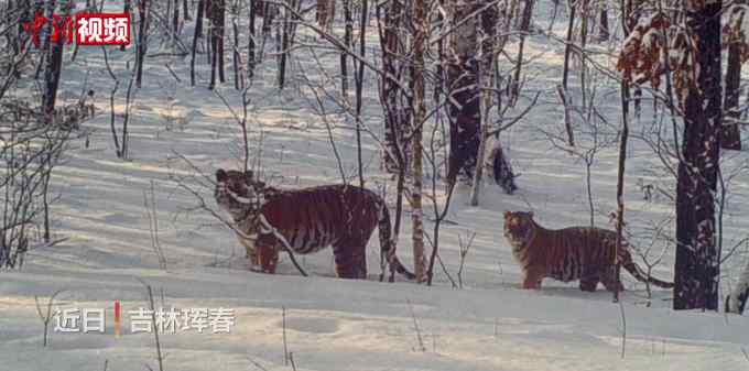 珍貴瞬間！吉林拍到東北虎媽媽帶娃遛彎 網(wǎng)友：它也要帶娃 平衡了！