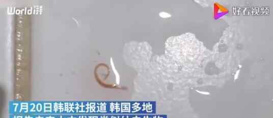 自來水現幼蟲生物 到底是什么幼蟲長什么樣