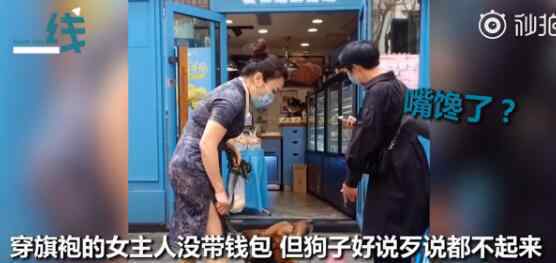 威猛大德牧路過蛋糕店 聞見香味走不動路當街耍賴皮 癱坐門口要吃的