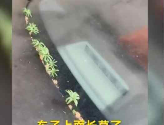 武漢市民發(fā)現(xiàn)汽車長草了 現(xiàn)場畫面曝光引眾笑