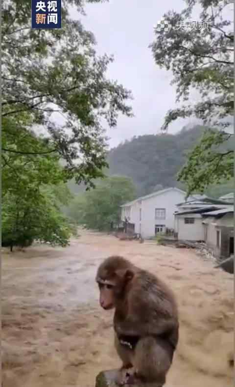 武夷山暴雨中猴子蹲橋上避險(xiǎn) 救援在持續(xù)進(jìn)行中