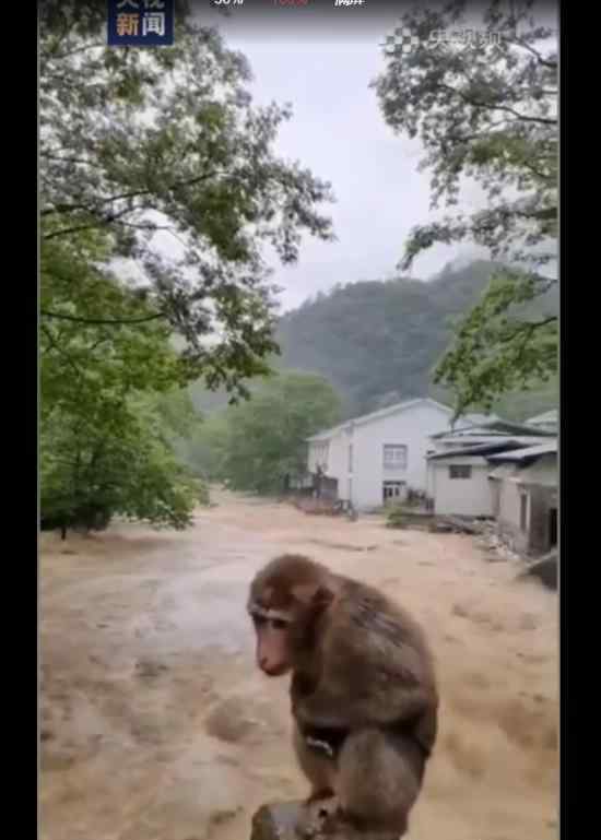 福建武夷山遭遇暴雨 猴子可憐巴巴蹲橋上避險(xiǎn)