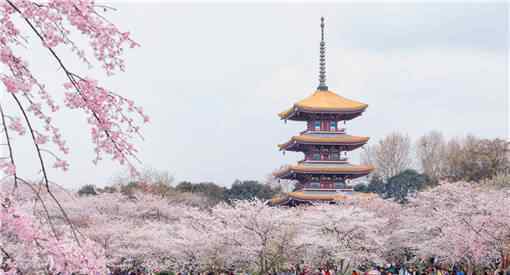 北京玉淵潭公園取消櫻花節(jié)游客如何購(gòu)票公園如何控制人數(shù)