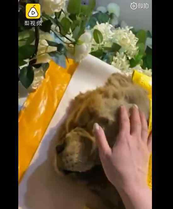 女子花2千為去世愛犬辦告別儀式 具體怎么回事