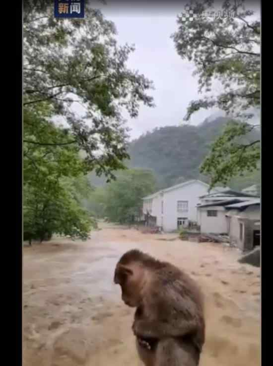 武夷山暴雨中猴子蹲橋上避險(xiǎn) 可憐巴巴