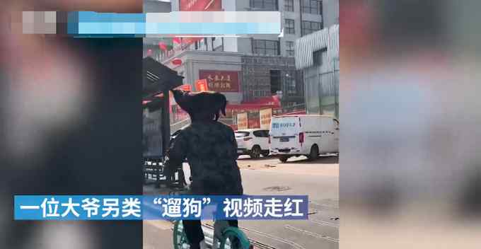 另類“遛狗”！大爺騎共享單車小狗站其肩膀 還唱著《黃土高坡》