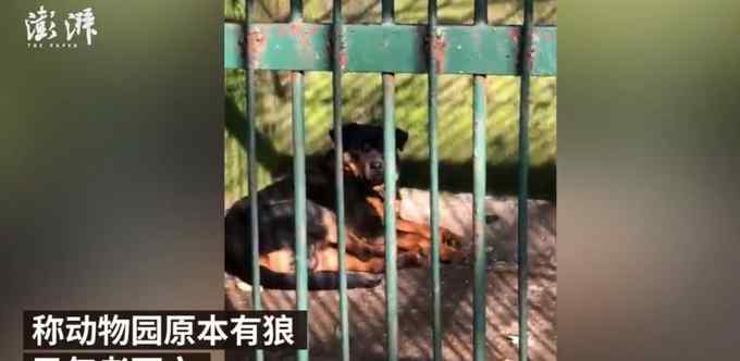 官方回應(yīng)動物園 “以狗充狼”：之前有但狼因年紀(jì)大已去世