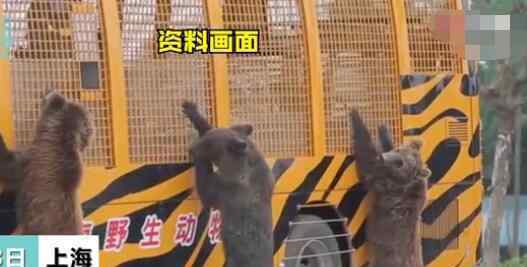 野生動物園工作人員遭熊襲擊身亡 真讓人想不到