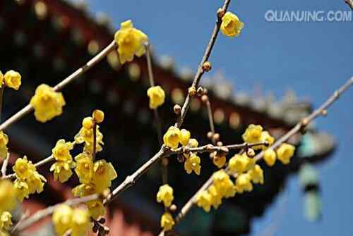 臘梅花的圖片 臘梅花非常的漂亮，讓我們通過(guò)臘梅花圖片來(lái)了解臘梅花吧！