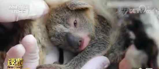 澳動物園誕生林火后首只考拉寶寶 具體是什么情況