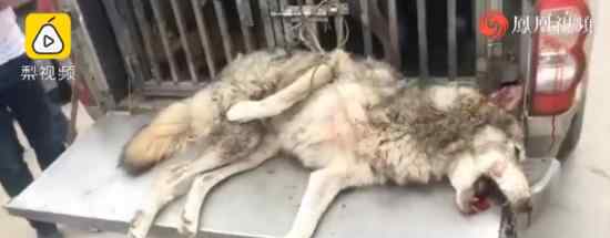 鄂州出逃動(dòng)物遭獵犬圍捕斃命 出逃的是什么動(dòng)物