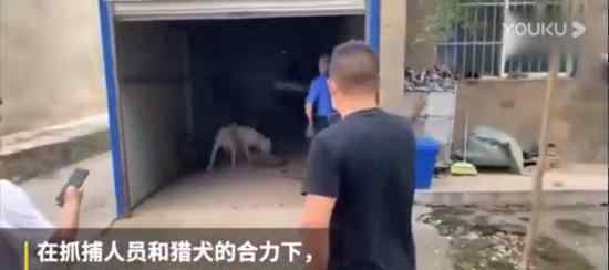 鄂州出逃動物遭獵犬圍捕斃命 具體物種是什么