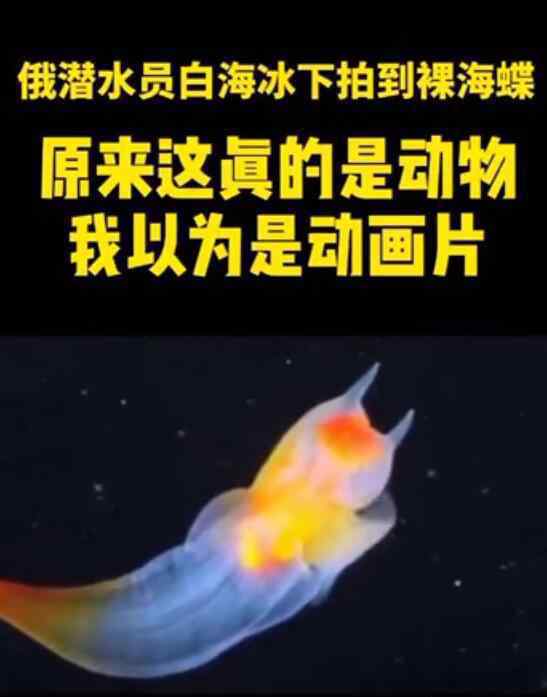 俄潛水員冰下拍到裸海蝶 色彩夢幻型似天使