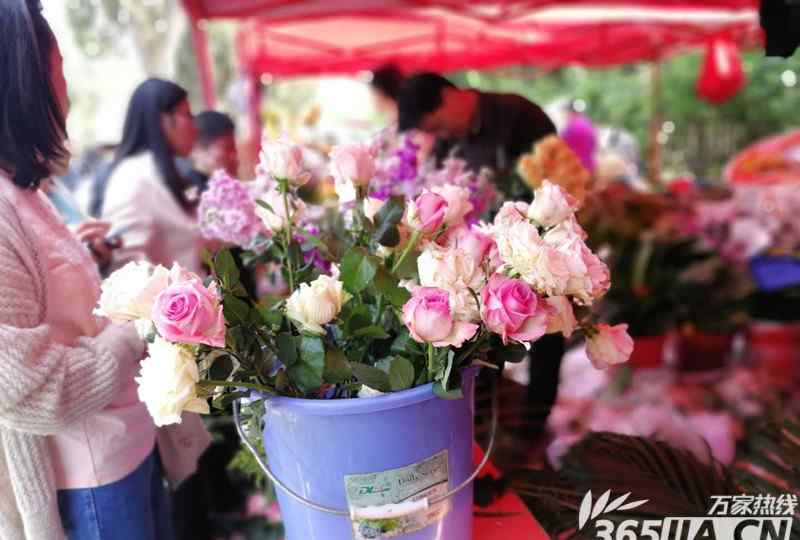 清明節(jié)鮮花 讓清明更“清明” 合肥大蜀山文化陵園鮮花祭祀受追捧