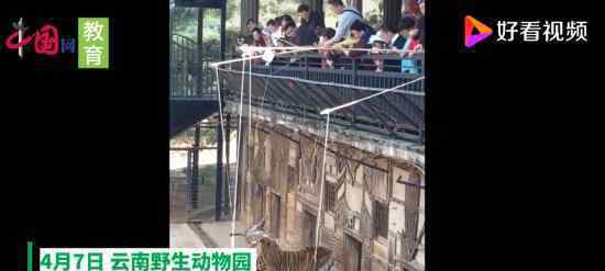 動物園取消釣老虎 什么是釣老虎