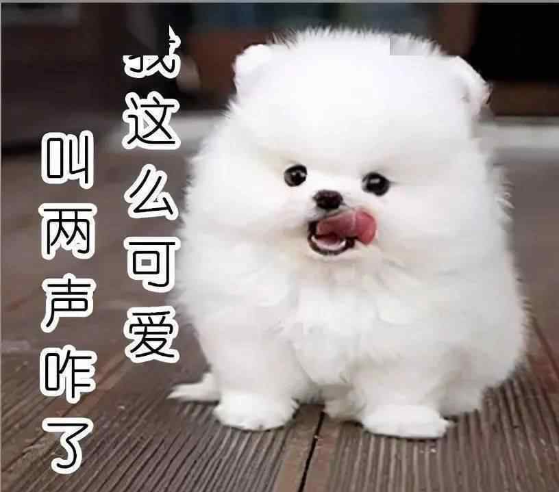 安靜的小型犬 話少不愛(ài)叫、吃得還少的6種“小型犬”，你真不想養(yǎng)一只嗎？