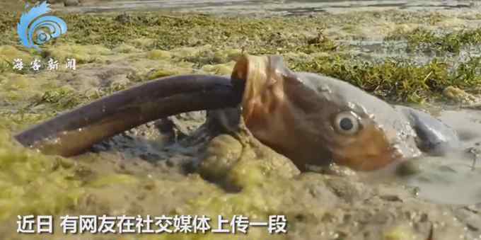 鏡頭拍下大魚捕食鰻魚全程：一口嗦進嘴里 狼吞虎咽直接進肚