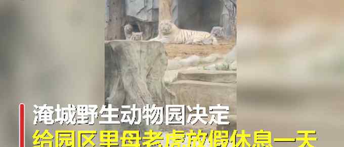 江蘇一動物園三八節(jié)給母老虎放假 網(wǎng)友調侃：母獅子表示不服