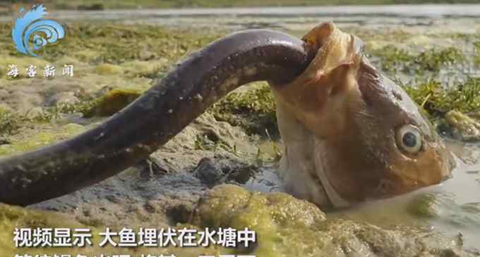 鏡頭拍下大魚捕食鰻魚全程：一口嗦進嘴里 狼吞虎咽直接進肚