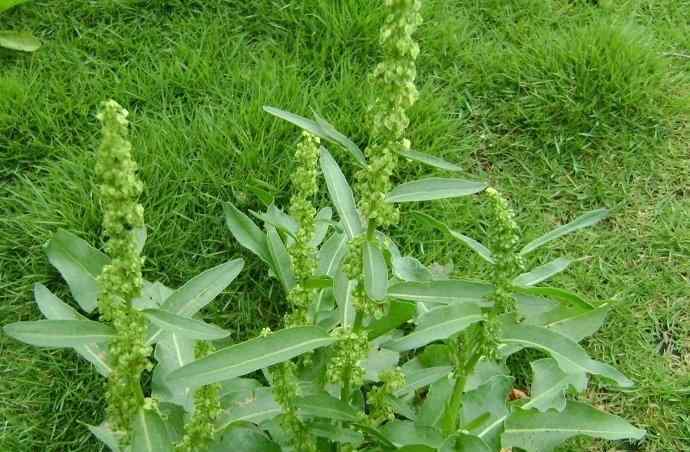 酸模怎么吃 農(nóng)村一種野菠菜，曾是窮苦人的救命菜，但根含“黃金”價(jià)值珍貴