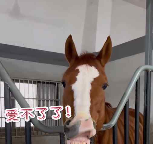 江蘇一女子給馬兒吃榴蓮 有的馬嘴咧成“趙四” 還有的用嘴“鼓掌”！