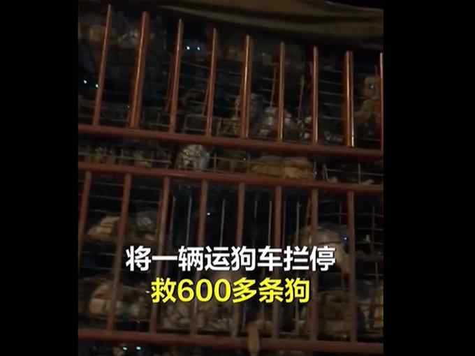 女子跟蹤運(yùn)狗車3天救600多條狗 有多個(gè)品種寵物犬 當(dāng)?shù)匦竽辆只貞?yīng)