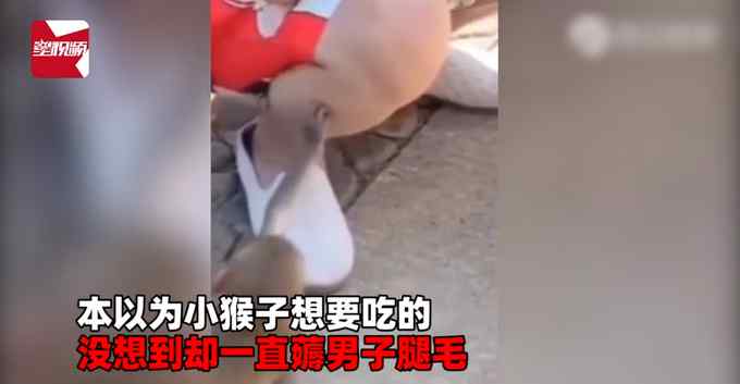 男子景區(qū)游玩被“猴哥”拔腿毛 瞬間懵了：以為要吃的卻一直拔