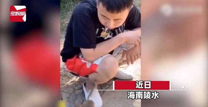 男子景區(qū)游玩被“猴哥”拔腿毛 瞬間懵了：以為要吃的卻一直拔