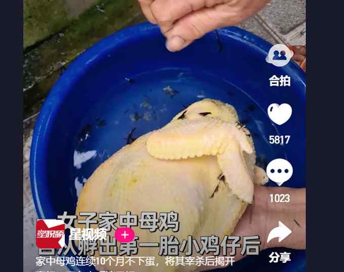 越南女子家母雞連續(xù)10個月不下蛋 將其宰殺揭開真相 網(wǎng)友直呼漲見識