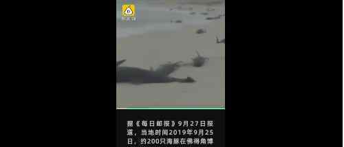 西非海灘136只海豚死亡怎么回事?近200只海豚擱淺?