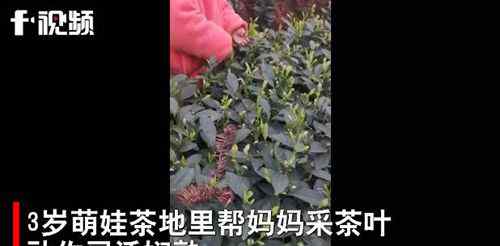 3歲萌娃幫媽媽采茶葉動作嫻熟 每天能采一兩斤 具體是啥情況?