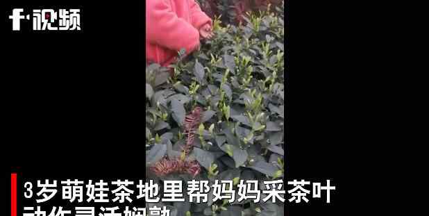 3歲萌娃幫媽媽采茶葉動(dòng)作嫻熟 對(duì)此大家怎么看？