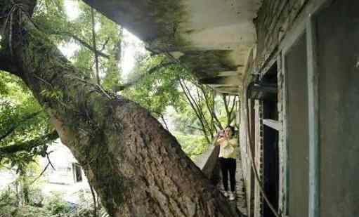 重慶400年老樹穿樓生 背后真相如何