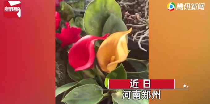 男子精心養(yǎng)花 突然發(fā)現(xiàn)花是塑料的葉子才是真的：都澆水半年了！