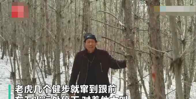 險(xiǎn)！70歲老漢野外和500多斤東北虎對(duì)峙 他揮鐮刀大叫以為必死