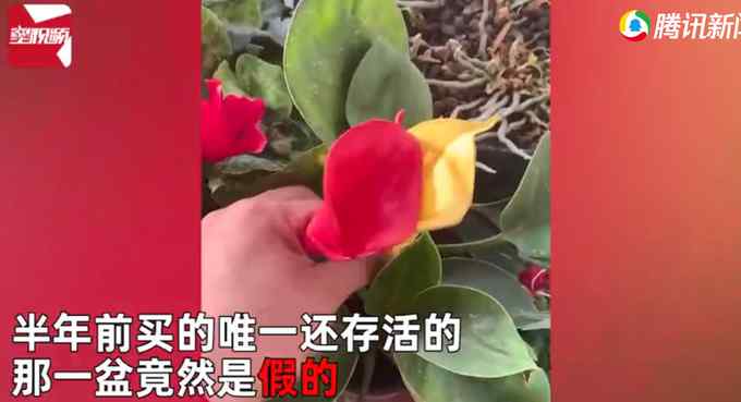 男子精心養(yǎng)花 突然發(fā)現(xiàn)花是塑料的葉子才是真的：都澆水半年了！