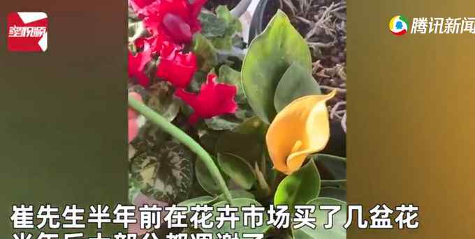 男子精心養(yǎng)花 突然發(fā)現(xiàn)花是塑料的葉子才是真的：都澆水半年了！