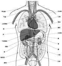 人體內(nèi)臟構(gòu)成結(jié)構(gòu)示意圖 人體內(nèi)器官分布圖及解說