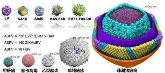 中國解析豬瘟病毒 具體情況是什么豬肉要降價了嗎