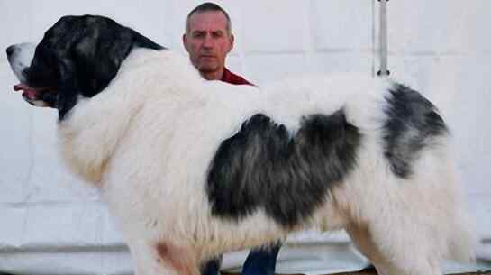 大型犬排行榜 世界十大大型犬排名，馬士提夫犬站起來(lái)比人還高