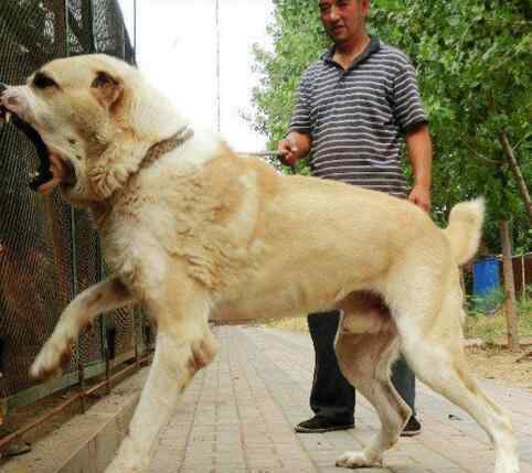 馬士提夫犬 世界十大大型犬排名，馬士提夫犬站起來比人還高