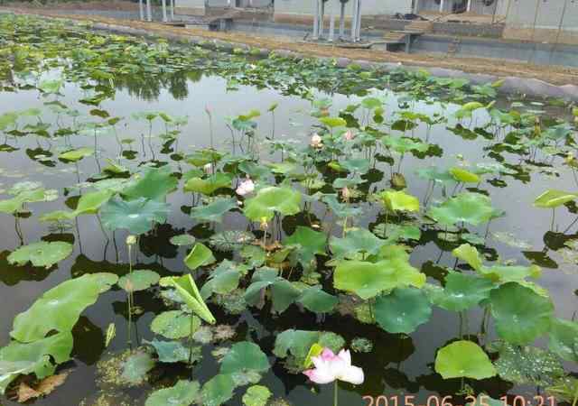 蓮藕種植技術(shù) 專家詳解水藕種植技術(shù)