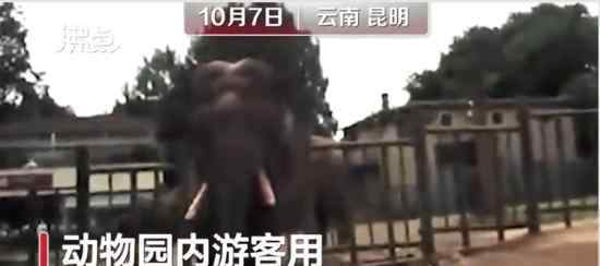 游客用裹塑料袋蘋果投喂大象 請文明觀園