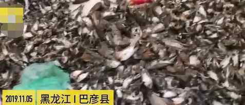 冷鮮店查出7000余只野生動物死尸 還含國家二級保護(hù)動物?