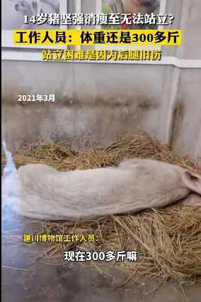 14歲豬堅強瘦骨嶙峋？飼養(yǎng)員回應：身體健康就是老了 事件詳細經過！