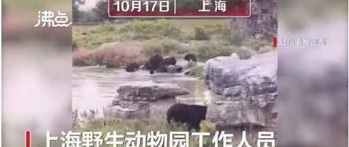 游客講述上海野生動物園游覽經(jīng)歷 場面觸目驚心