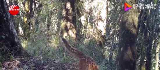 云南保山拍到珍稀野生動物云貓 云貓長啥樣