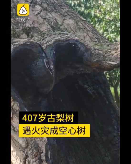 407歲梨樹(shù)被燒空心仍能結(jié)果 這是怎樣的生命力