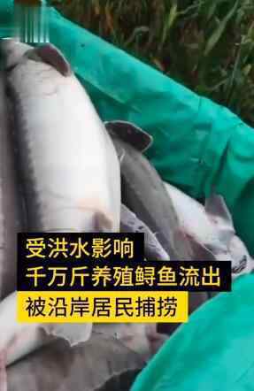 暴雨后千萬斤鱘魚從甘肅流入四川 具體是什么情況